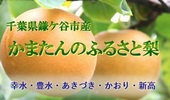 インターネット梨販売