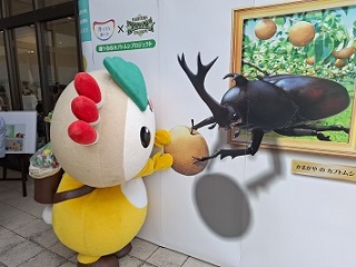 カブトムシのスリーディーアートとかまたんの写真