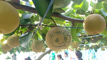 木になるたくさんのアート梨の写真