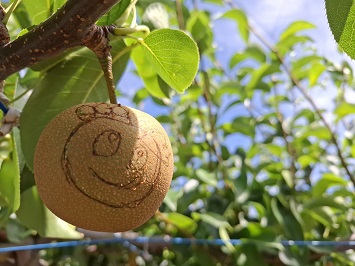 イラストを彫り終わったアート梨の写真