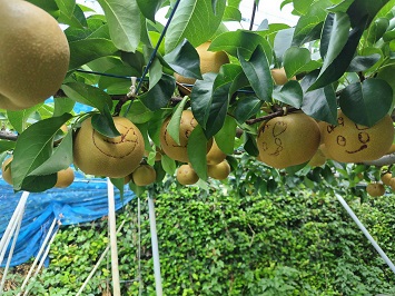 たわわに木に実る「かまたんアート梨」の写真