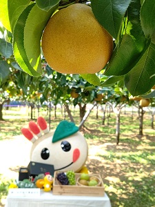 梨の木になる大きな梨を見上げるかまたんの写真