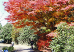 市制祈念公園の紅葉の写真