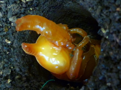 カブトムシ蛹【写真】