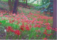 ピンクの花の写真