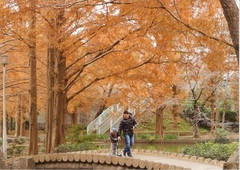 紅葉と親子の写真