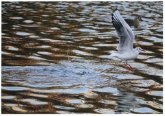 水面に舞う鳥の写真