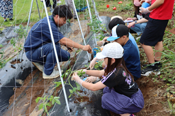 実際にトマトの苗を植えている様子（写真）