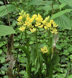 キンランの花の写真