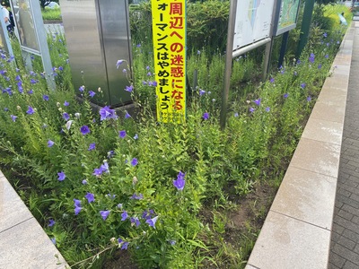 令和6年6月17日のききょうの開花状況（写真）