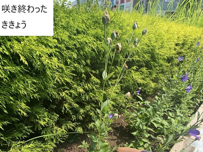 咲き終わったききょう（写真）