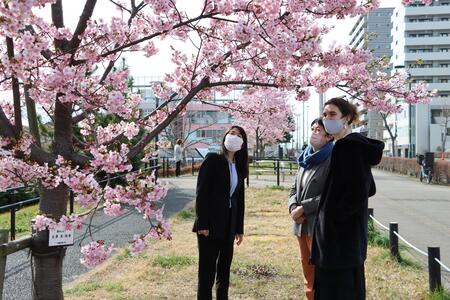 かわづさくらを見上げるオルガさんと芝田市長