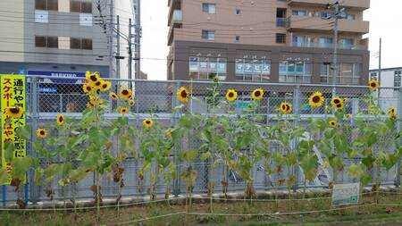 開花したど根性ひまわり（写真）